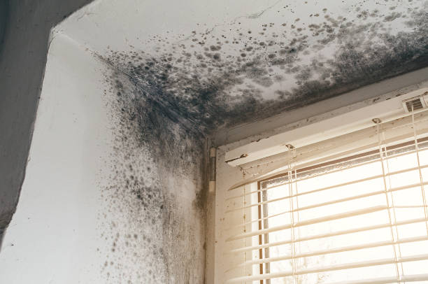 Trusted Attic Mold Removal service in Wrightsville, PA - Cheap Mold Removal