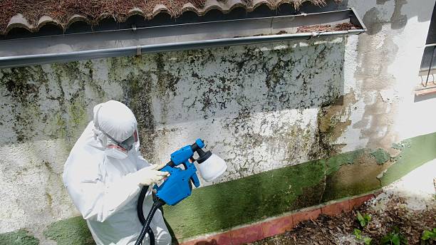 Top rated local Basement Mold Removal specialists in Wrightsville, PA